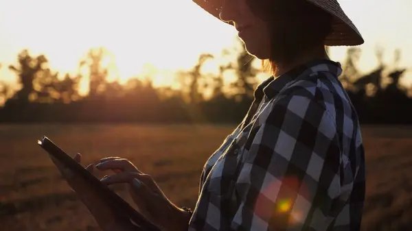 Agrónoma Femenina Usando Tableta Digital Prado Trigo Atardecer Agricultor Monitoreando — Foto de Stock