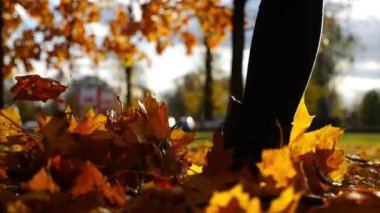 Parkland 'da düşen akçaağaç yapraklarına basan çizmeli bir kadın. Parkta sarı yapraklara basan genç kadın bacakları. Sonbaharda gün batımında Parkland 'da yürüyen bir kız. Yavaşla.