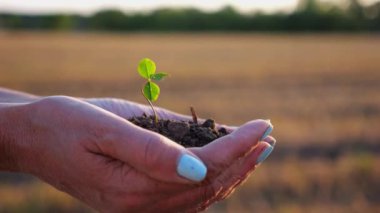 Gün batımında çayırda küçük yeşil filizleri tutan çiftçinin dişi elleri. Agronomist sahada küçük bir bitki yetiştirmeye hazırlanıyor. Güzel manzara manzarası. Tarım sektörü kavramı. Yavaş