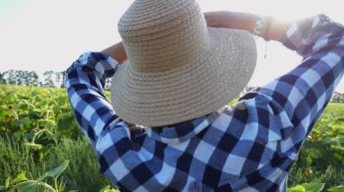 Çiftçi güneşli bir günde tarlada olgun ayçiçeklerini inceliyor. Dişi tarımcı çayır bitkilerini keşfediyor. Güzel manzara manzarası. Tarım ve tarım sektörü kavramı. Yavaşla.