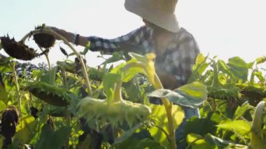 Güneşli bir günde ayçiçeği çayırında dijital tablet kullanan dişi tarım uzmanı. Çiftçi gün batımında çiçek tarlasında hasat izliyor. Güzel manzara manzarası. Tarım sektörü kavramı. Yavaş çekim