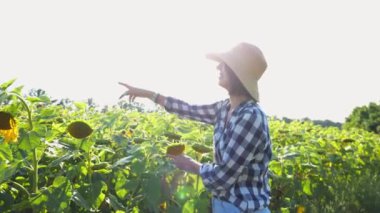 Çiftçi güneşli bir günde tarlada olgun ayçiçeklerini inceliyor. Dişi tarımcı çayır bitkilerini keşfediyor. Güzel manzara manzarası. Tarım ve tarım sektörü kavramı. Yavaşla.