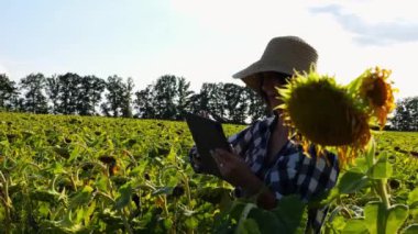 Güneşli bir günde ayçiçeği çayırında dijital tablet kullanan dişi tarım uzmanı. Çiftçi gün batımında çiçek tarlasında hasat izliyor. Güzel manzara manzarası. Tarım sektörü kavramı. Yavaş çekim