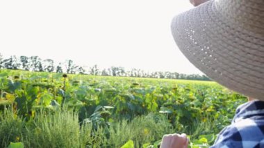 Çiftçi güneşli bir günde tarlada olgun ayçiçeklerini inceliyor. Dişi tarımcı çayır bitkilerini keşfediyor. Güzel manzara manzarası. Tarım ve tarım sektörü kavramı. Yavaşla.