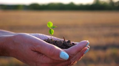 Gün batımında çayırda küçük yeşil filizleri tutan çiftçinin dişi elleri. Agronomist sahada küçük bir bitki yetiştirmeye hazırlanıyor. Güzel manzara manzarası. Tarım sektörü kavramı. Yavaş çekim