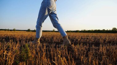 Çiftçinin dişi ayakları gün batımında buğday çayırlarında geziniyor. Alacakaranlıkta arpa tarlasında yürüyen çizmeli ziraat yanlısı bacaklar. Tarım sektörü kavramı. Yavaş çekim