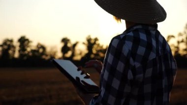 Günbatımında buğday çayırında dijital tablet kullanan dişi tarım uzmanı. Çiftçi gün batımında arpa tarlasında hasat izliyor. Güzel manzara manzarası. Tarım sektörü kavramı. Yavaş çekim