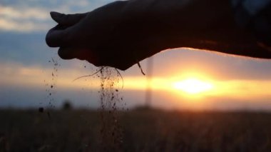 Bir avuç kuru zemin tutan ve tarladaki toprak verimliliğini kontrol eden tarımcı bir kadın eli. Gün batımında toprağı döken ve parmaklarıyla elleyen bir çiftçinin kolu. Tarım kavramı.