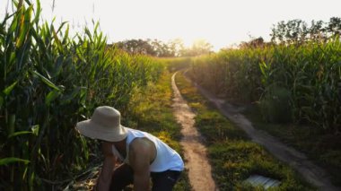 Erkek tarım uzmanı tarladaki yeşil saptan tatlı mısır koçanı topluyor. Hasır şapkalı genç çiftçi gün batımında olgun mısır tohumlarını plastik hasat kutusuna koyuyor. Tarım sektörü kavramı. Yavaş çekim