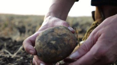 Yaz günü tarlada patates toplayan tarımcı kadınların elleri. Çayırda toprağa bulanmış hasatı inceleyen bir çiftçinin yetişkin kolları. Tarım sektörü kavramı. Yavaşla.