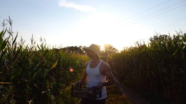 Plastik hasat kutusu olan erkek çiftçi tarlaya giderken yeşil mısır saplarını keşfediyor. Genç yakışıklı tarım uzmanı gün batımında çayırda yürürken mısır saplarını inceliyor. Tarım sektörü kavramı.