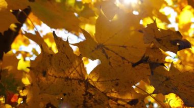 Sarı akçaağaç dalları üzerinde yapraklar güneşli bir günde rüzgarda hafifçe sallanıyor. Bereketli sonbahar portakal yaprakları ormanda rüzgarda savruluyor. Güzel renkli sonbahar sezonu. Yavaşla.