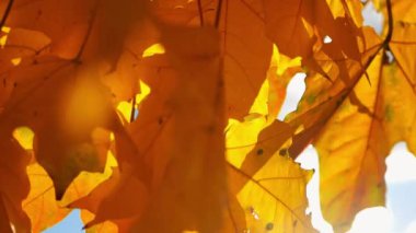 Sarı akçaağaç yapraklarının üzerine kapanıp günbatımında rüzgarda usulca sallanırlar. Güneş ışığı sonbahar yapraklarının arasından süzülüyor ormanda rüzgarda savruluyor. Güzel renkli sonbahar sezonu. Yavaş çekim