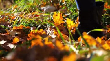 Çizmeli kadın ayaklarına yakın, kurumuş yaprakların üzerinde iz sürüyor. Genç bayanın bacakları dışarı doğru adım atıyor. Doğada yürüyen bir kız güneşli bir sonbahar günü. Düşük görünüm Yavaş çekim
