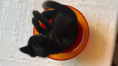 Masada plastik kasede yatan sevimli komik kedi yavrusu. Oyuncu küçük kedi evde eğleniyor. Kapalı mekanda oynayan meraklı küçük siyah kedi. Sevimli evcil hayvan kavramı.