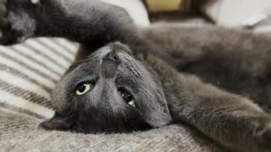 Yatakta uyuyan sevimli gri kedi. Güzel kedi yavrusu evde dinleniyor. Evdeki kanepede dinlenen sevimli kedi yavrusu. Sevimli evcil hayvan kavramı