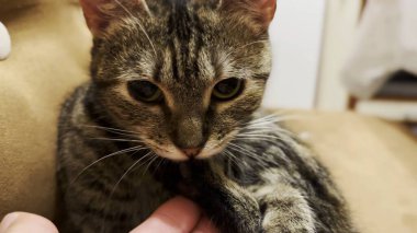 Güzel tekir kedi pençelerini içeride dilleriyle yalıyor. Güzel kedicik evde manikür yapıyor. Şirin kedi yavrusu evde kendini tımar ediyor. Sevimli evcil hayvan kavramı.