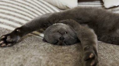 Yatakta uyuyan sevimli gri kedi. Güzel kedi yavrusu evde dinleniyor. Evdeki kanepede dinlenen sevimli kedi yavrusu. Sevimli evcil hayvan kavramı.