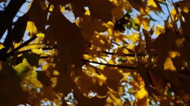 Sarı akçaağaç dalları üzerinde yapraklar güneşli bir günde rüzgarda hafifçe sallanıyor. Bereketli sonbahar portakal yaprakları ormanda rüzgarda savruluyor. Güzel renkli sonbahar sezonu. Yavaşla.