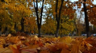 Sonbahar parkında yere düşen sarı akçaağaç yapraklarının detaylı görüntüsü. Parkland 'da çimlerle kaplı altın yeşillikler. Güzel renkli sonbahar sezonu. Yavaşla.