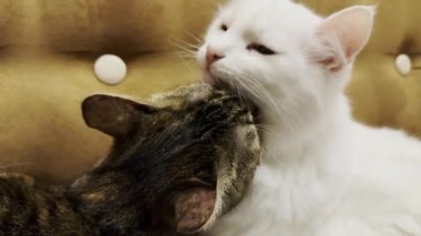 Güzel evcil kediler evde birbirlerini dilleriyle yalıyor. İçeride kürkleriyle ilgilenen sevimli kedicikler. Aile kedisi birlikte dinleniyor. Sevimli hayvan kavramı