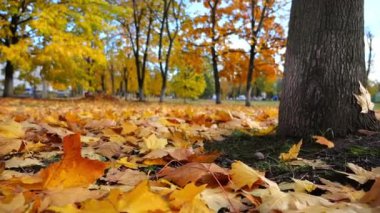 Güneşli bir günde yerdeki altın yapraklarla kaplı boş parkın manzarası. Sarı akçaağaç yaprakları sonbahar parkında çimlerde yatıyor. Güzel renkli sonbahar sezonu. Düşük görünüm Yavaş çekim