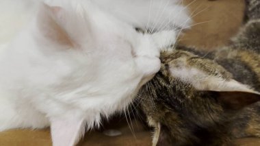 Güzel evcil kediler evde birbirlerini dilleriyle yalıyor. İçeride kürkleriyle ilgilenen sevimli kedicikler. Aile kedisi birlikte dinleniyor. Sevimli hayvan kavramı
