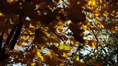 Sarı akçaağaç dalları üzerinde yapraklar güneşli bir günde rüzgarda hafifçe sallanıyor. Bereketli sonbahar portakal yaprakları ormanda rüzgarda savruluyor. Güzel renkli sonbahar sezonu. Yavaşla.