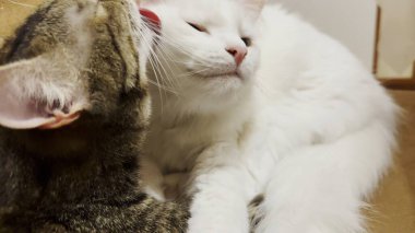 Güzel evcil kediler evde birbirlerini dilleriyle yalıyor. İçeride kürkleriyle ilgilenen sevimli kedicikler. Aile kedisi birlikte dinleniyor. Sevimli hayvan kavramı