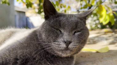 Evinin bahçesinde yatan uykulu gri kedinin ağzını kapat. Güzel kediciğin dışarıda dinlenme portresi. Güzel kedi yavrusu yaz günü doğada dinleniyor. Tapılası evcil hayvan kavramı. Yavaş çekim