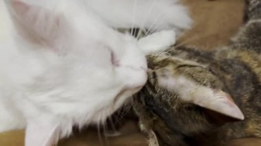 Güzel evcil kediler evde birbirlerini dilleriyle yalıyor. İçeride kürkleriyle ilgilenen sevimli kedicikler. Aile kedisi birlikte dinleniyor. Sevimli hayvan kavramı