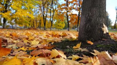 Güneşli bir günde yerdeki altın yapraklarla kaplı boş parkın manzarası. Sarı akçaağaç yaprakları sonbahar parkında çimlerde yatıyor. Güzel renkli sonbahar sezonu. Düşük görünüm Yavaş çekim