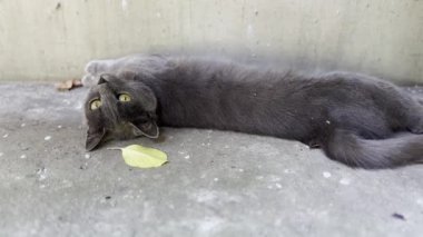 Sırtüstü uzanmış, beton yolda dinlenen sevimli kedi yavrusu. Dışarıdaki kameraya bakan sevimli gri kedicik. Güzel kedi dışarıda dinleniyor. Sevimli evcil hayvan kavramı