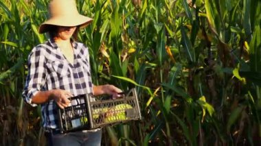 Plastik hasat kutulu kadın çiftçi tarlaya giderken mısır saplarını keşfediyor. Hasır şapkalı yetişkin, güzel tarım uzmanı çayırda yürürken mısır saplarını inceliyor. Tarım sektörü kavramı.