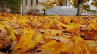 Sonbahar parkında yere düşen sarı akçaağaç yapraklarının detaylı görüntüsü. Parkland 'da çimlerle kaplı altın yeşillikler. Güzel renkli sonbahar sezonu. Yavaşla.