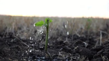 Dökülen yaprakların üzerine su damlatıyor çimenlikteki toprağa ekilen yeşil filizler. Gün batımında kuraklık sırasında küçük fidelerle ilgilenmek. Tarım sektörü kavramı. Yavaşla.