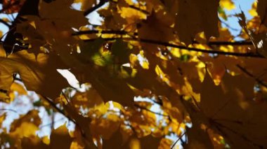 Sarı akçaağaç dalları üzerinde yapraklar güneşli bir günde rüzgarda hafifçe sallanıyor. Bereketli sonbahar portakal yaprakları ormanda rüzgarda savruluyor. Güzel renkli sonbahar sezonu. Yavaşla.