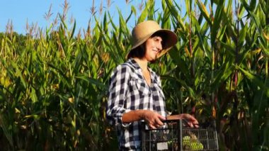 Plastik hasat kutulu kadın çiftçi tarlaya giderken mısır saplarını keşfediyor. Hasır şapkalı yetişkin, güzel tarım uzmanı çayırda yürürken mısır saplarını inceliyor. Tarım sektörü kavramı.