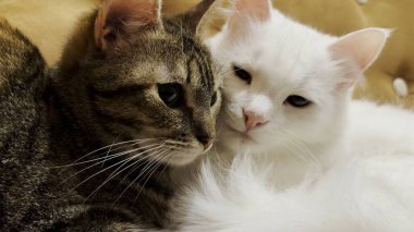 Evcil kediler evdeki kanepede uzanıyorlar. Güzel çizgili ve beyaz kedi yavrularının portresi. Aile kedisi birlikte dinleniyor. Sevimli hayvan kavramı.