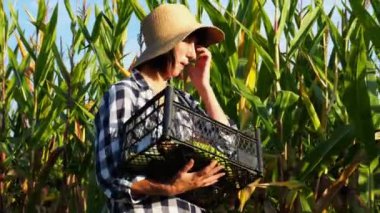 Plastik hasat kutulu kadın çiftçi tarlaya giderken mısır saplarını keşfediyor. Hasır şapkalı yetişkin, güzel tarım uzmanı çayırda yürürken mısır saplarını inceliyor. Tarım sektörü kavramı.