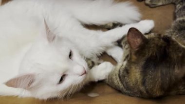 Evcil kediler evdeki kanepede uzanıyorlar. Güzel çizgili kedi yavrusu vücudunu içeride yalıyor ve temizliyor. Aile kedisi birlikte dinleniyor. Tapılası hayvan kavramı. Kapat.