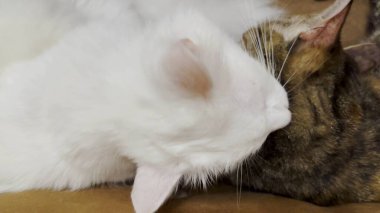 Güzel evcil kediler evde birbirlerini dilleriyle yalıyor. İçeride kürkleriyle ilgilenen sevimli kedicikler. Aile kedisi birlikte dinleniyor. Sevimli hayvan kavramı
