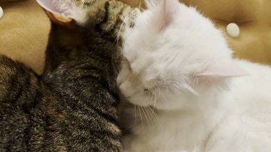 Güzel evcil kediler evde birbirlerini dilleriyle yalıyor. İçeride kürkleriyle ilgilenen sevimli kedicikler. Aile kedisi birlikte dinleniyor. Sevimli hayvan kavramı