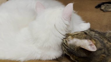 Güzel evcil kediler evde birbirlerini dilleriyle yalıyor. İçeride kürkleriyle ilgilenen sevimli kedicikler. Aile kedisi birlikte dinleniyor. Sevimli hayvan kavramı