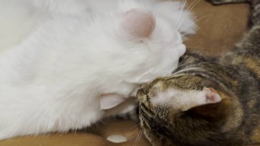 Güzel evcil kediler evde birbirlerini dilleriyle yalıyor. İçeride kürkleriyle ilgilenen sevimli kedicikler. Aile kedisi birlikte dinleniyor. Sevimli hayvan kavramı