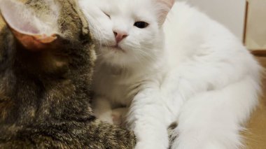 Güzel evcil kediler evde birbirlerini dilleriyle yalıyor. İçeride kürkleriyle ilgilenen sevimli kedicikler. Aile kedisi birlikte dinleniyor. Sevimli hayvan kavramı