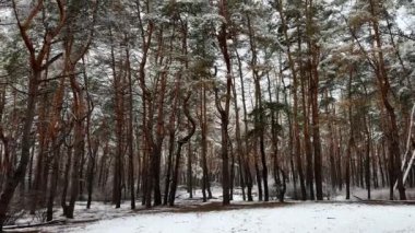 Kış günü karla kaplı çam ağaçlarının manzarası. Vahşi ormandaki kozalaklı ağaçların karla kaplı dalları. Arka planda güzel doğa manzarası. Sakin ve huzurlu sahne konsepti. Yavaş çekim