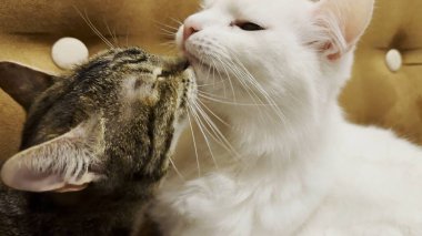 Güzel evcil kediler evde birbirlerini dilleriyle yalıyor. İçeride kürkleriyle ilgilenen sevimli kedicikler. Aile kedisi birlikte dinleniyor. Sevimli hayvan kavramı