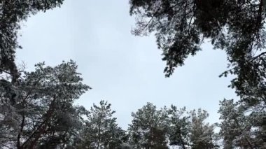 Ağaçların tepelerine, çam ormanlarındaki yeşil karla kaplı dallara bakın. Arka planda güzel doğa manzarası. Sakin ve huzurlu sahne konsepti. Döndürme atışı Yavaş çekim