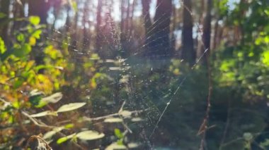 Örümcekağı ormanda rüzgarda sallanıyor ve arka planda güneş ışığı var. Örümcek ormanlık alanda bir örümcek ağı inşa eder. Yaz parkında gün batımında güzel bir doğa sahnesi. Vahşi yaşam kavramı. Yavaş çekim
